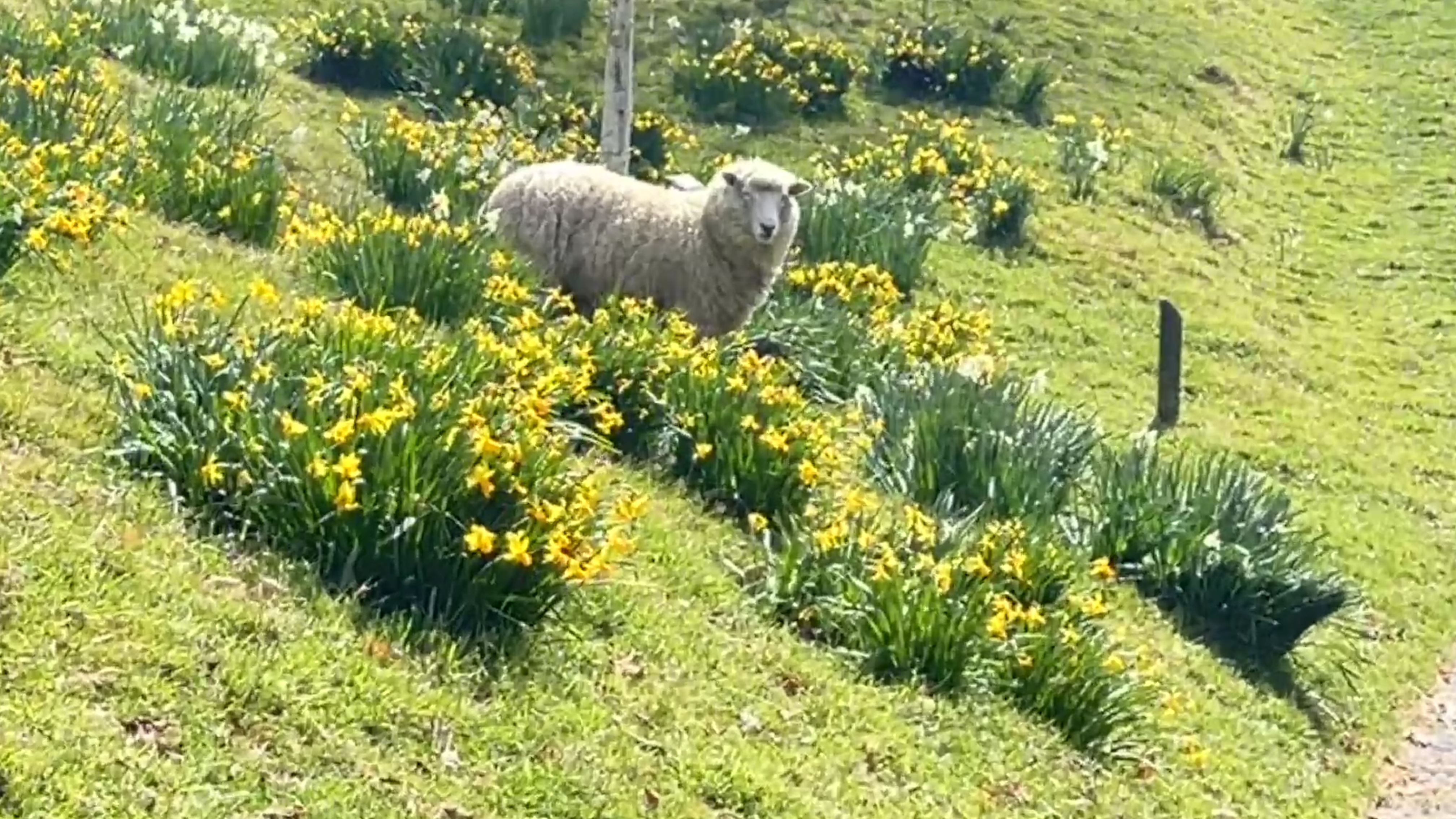 a sheep is looking at you